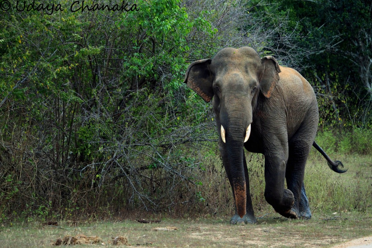 Elephas maximus Linnaeus, 1758